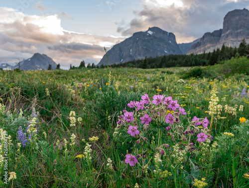 Field of Wildflowers in front of Montana Mountains