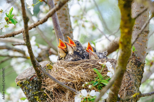 Nestling birds sitting in their nest on blooming tree and waiting for feeding. Young birds with orange beak. Baby birds in spring.