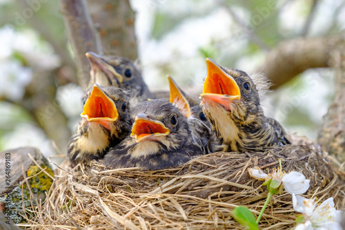 Принти на полотні Group of hungry baby birds sitting in their nest with mouths wide open waiting for feeding