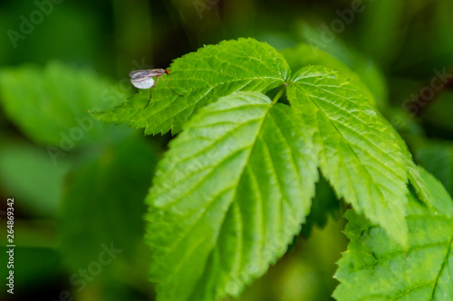 Flying Insect with White Egg Sac