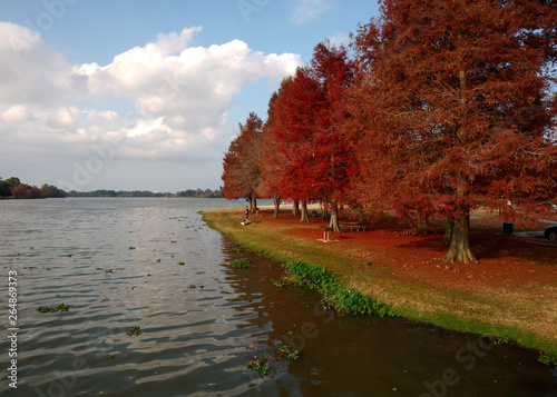 View of Cypress trees with red leaves at University Lake, Baton Rouge, Louisiana, USA