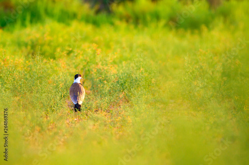 Cute water bird. Common bird: Spur winged Lapwing. Green nature background. photo