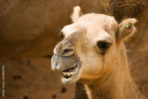 Retrato de un camello en el zoo de Valencia © korgan75