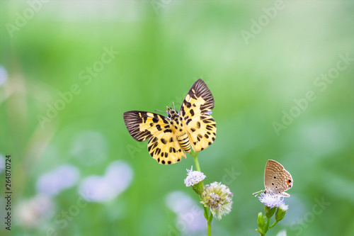 The yellow butterfly (Zigzag Flat) it find breakfast in green meadow. Add oil paint.