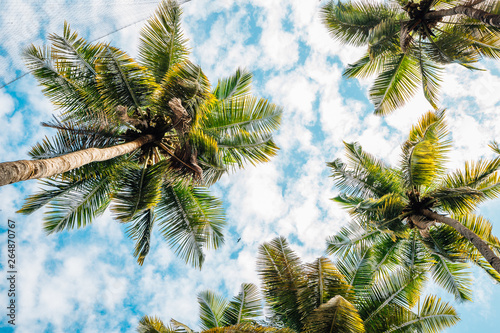 Palm trees under blue sky in Palolem beach, Goa, India