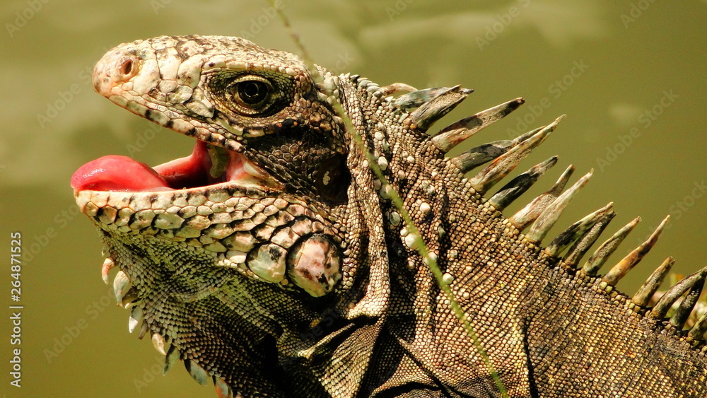 Obraz premium animales salvajes