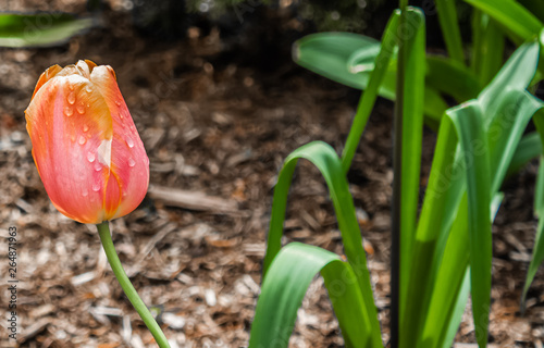 tulips in the garden