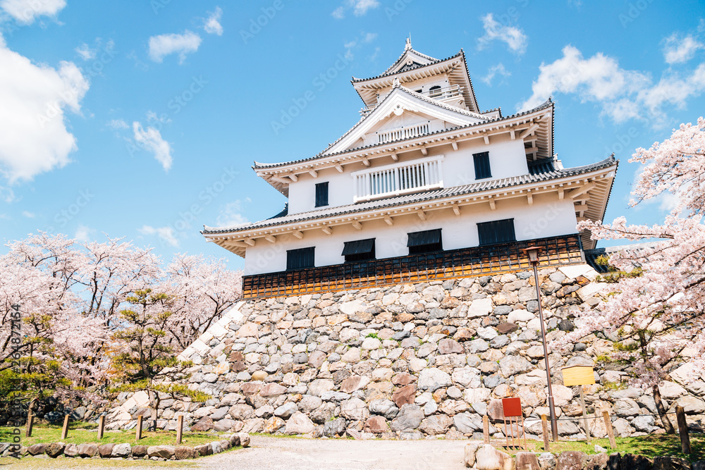 Nagahama castle with cherry blossoms in Shiga, japan Nagahama castle with cherry blossoms in Shiga, japan