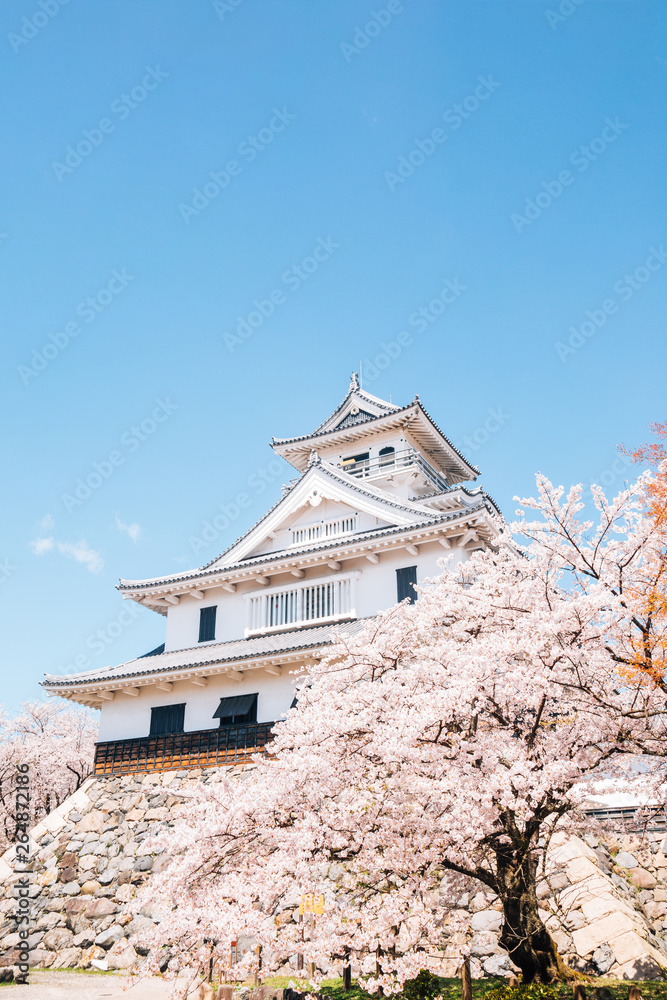 Nagahama castle with cherry blossoms in Shiga, japan