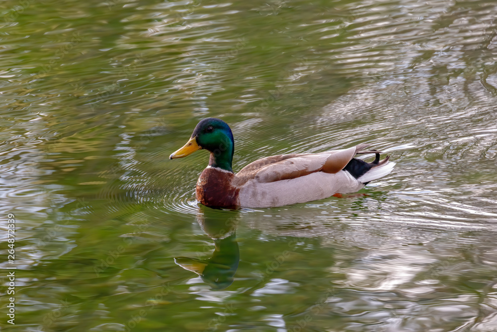 mallard drake swimming in river mallard drake swimming in river