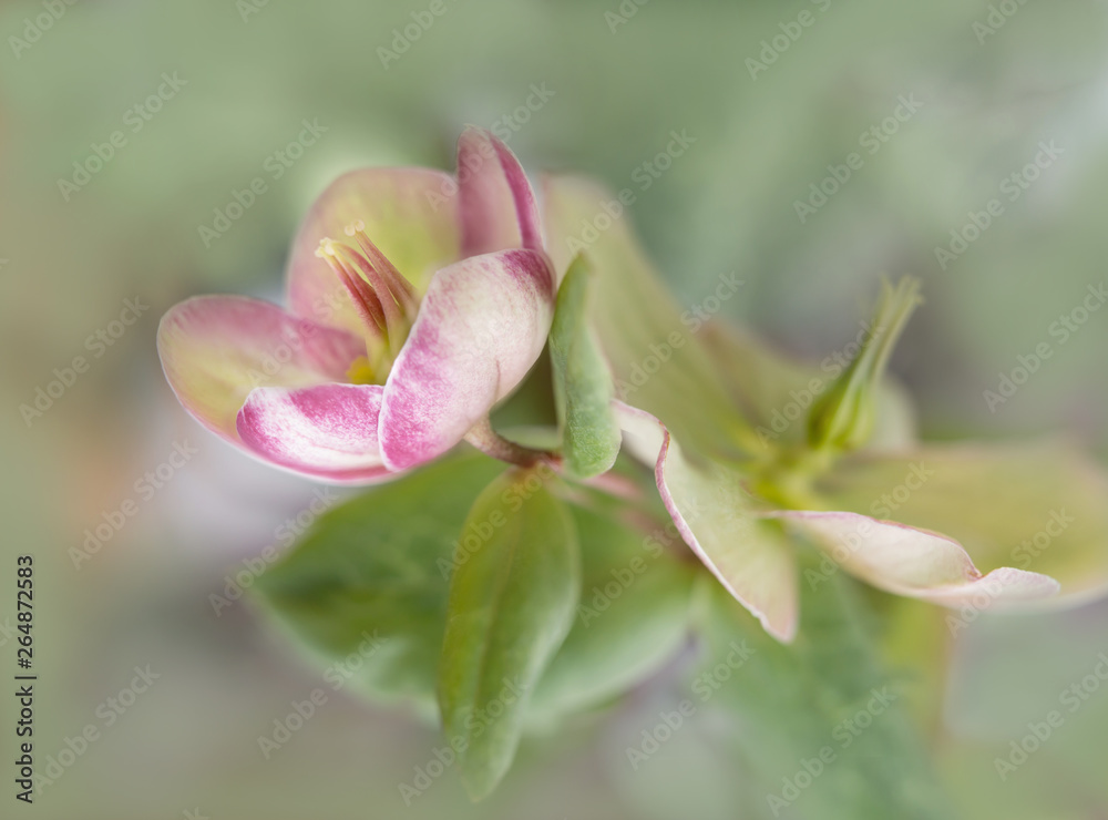 Lenten Roses (aka Hellebonus). They are blooming now in early spring in southwestern Ontario Lenten Roses (aka Hellebonus). They are blooming now in early spring in southwestern Ontario