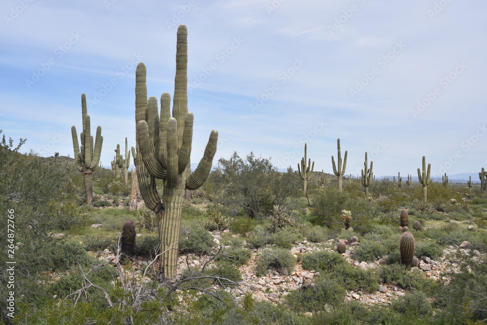 Arizona springtime desert bloom and green grasses Arizona springtime desert bloom and green grasses