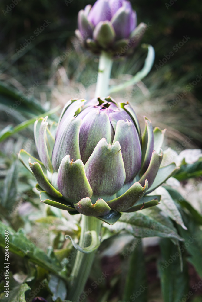 Close up of fresh artichoke plant in garden with purple ripe globe. Species of thistle cultivated as a food. The edible portion of the plant consists of the flower buds before the flowers bloom. Close up of fresh artichoke plant in garden with purple ripe globe. Species of thistle cultivated as a food. The edible portion of the plant consists of the flower buds before the flowers bloom.