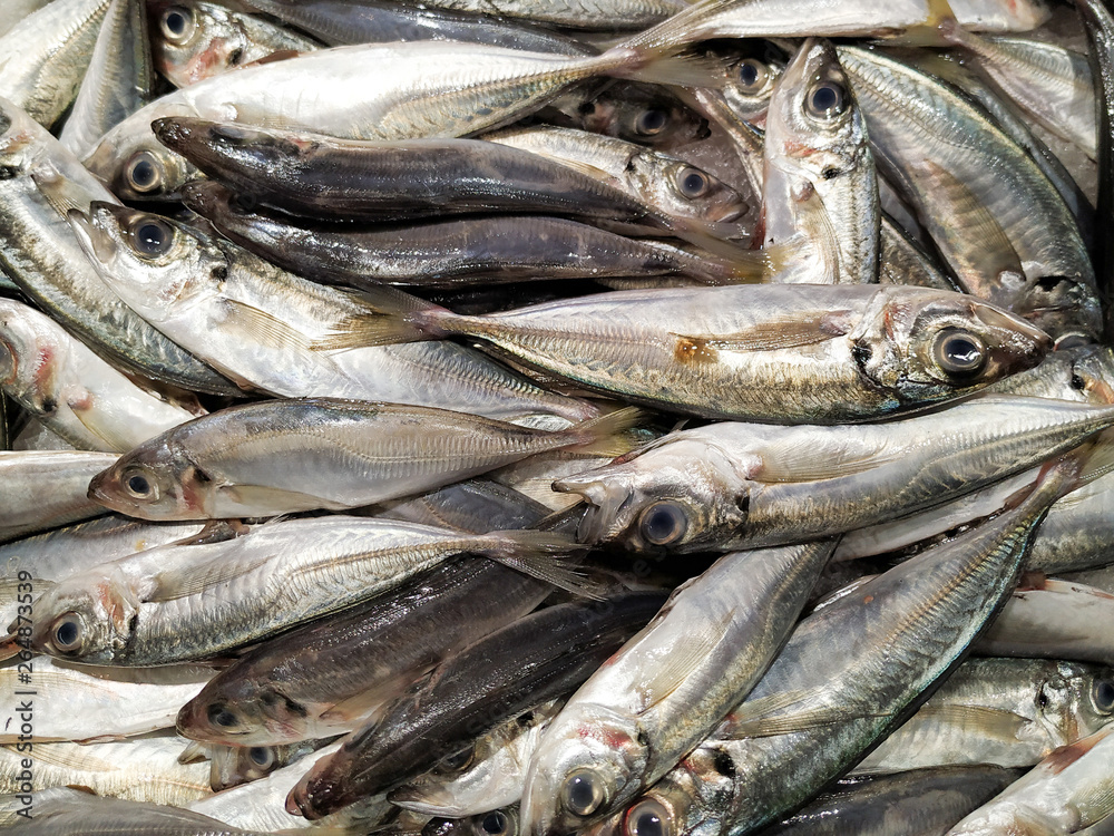 Fresh Portuguese sardines on ice in the fish market Fresh Portuguese sardines on ice in the fish market