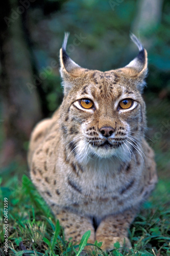 Beautiful Eyes of a Lynx Cat.