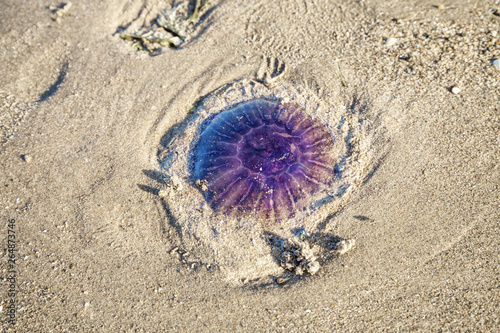 Washed Out Jellyfish on Sandy Beach photo