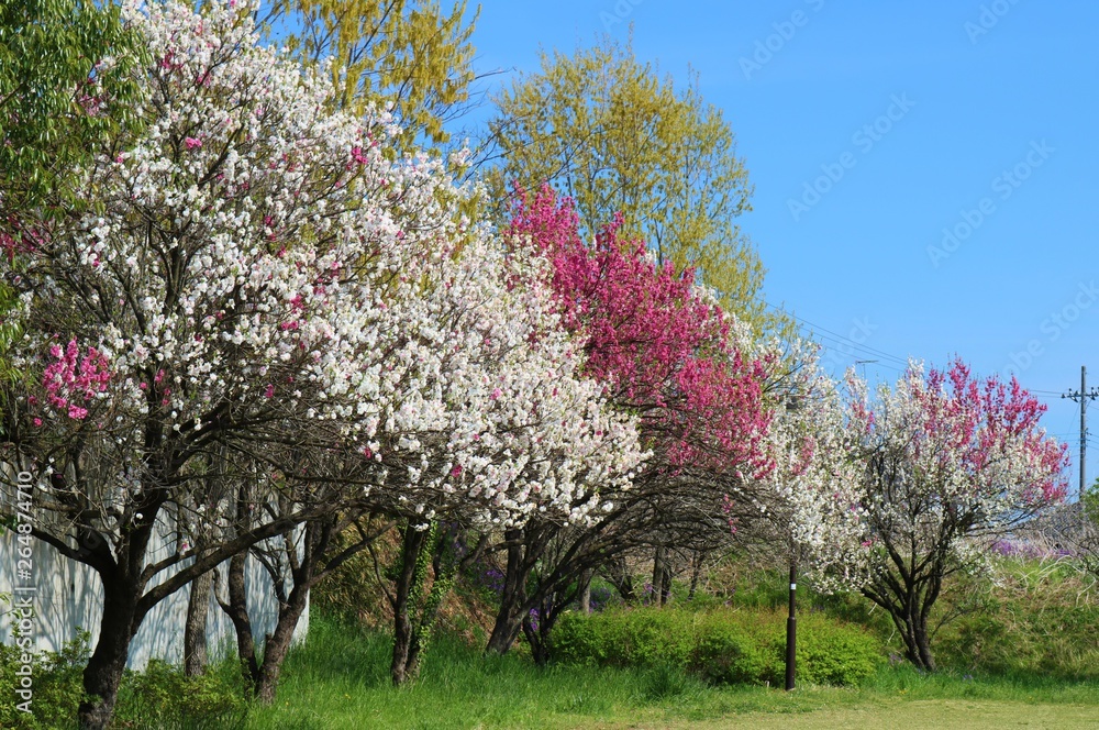 桃の花　ピンク　満開　空　茨城　