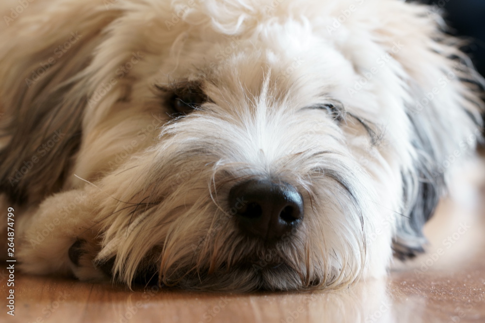 Soft coated Wheaten Terrier potrait