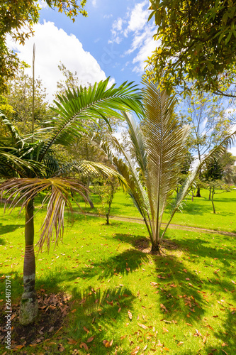 Bogota tropical vegetation in a pubblic garden with sun