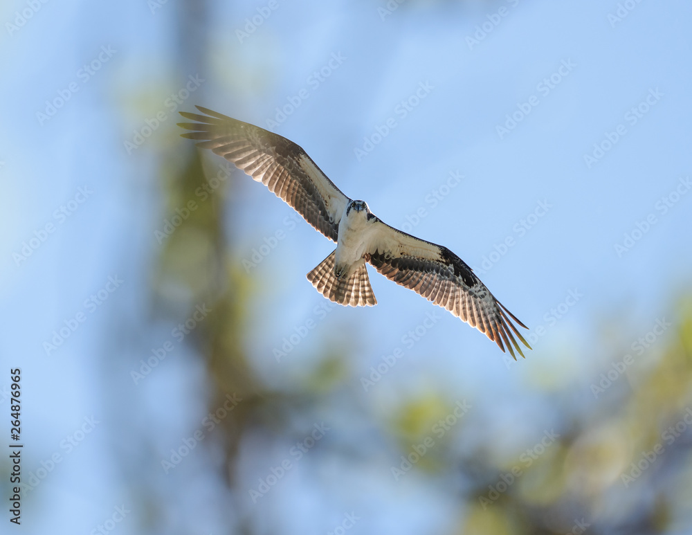 Obraz premium Eye Contact with Osprey!