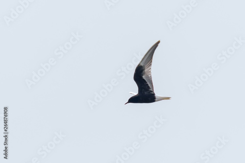 White winged Tern in flight (Chlidonias leucopterus) photo