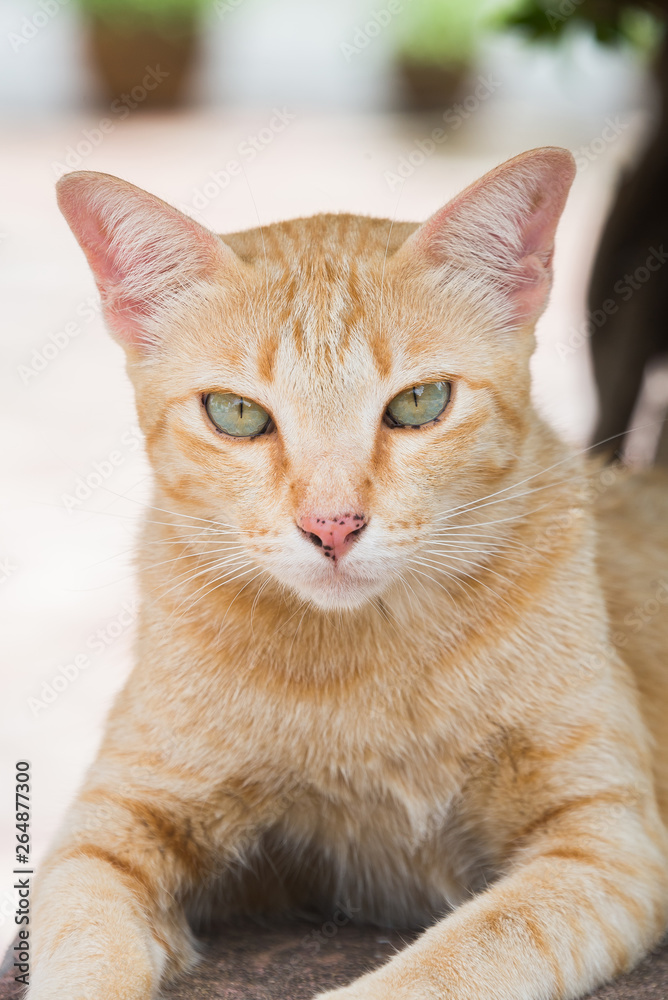 Orange tabby cat with black dot on the nose and tree background Orange tabby cat with black dot on the nose and tree background