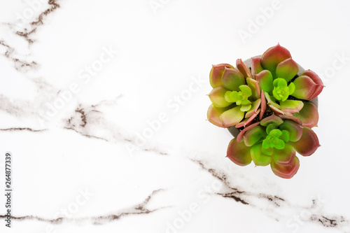 Succulent plant on white marble background with copy space photo