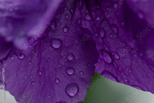 Beautiful violet flowers with drops of dew.