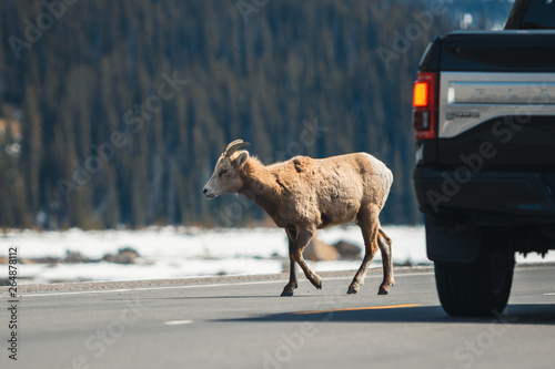 Mountain sheep crossing the main road, Icefields Parkway, Jasper National Park, Travel Alberta, Canadian Rockies, wildlife, Canada, holiday, experience photo