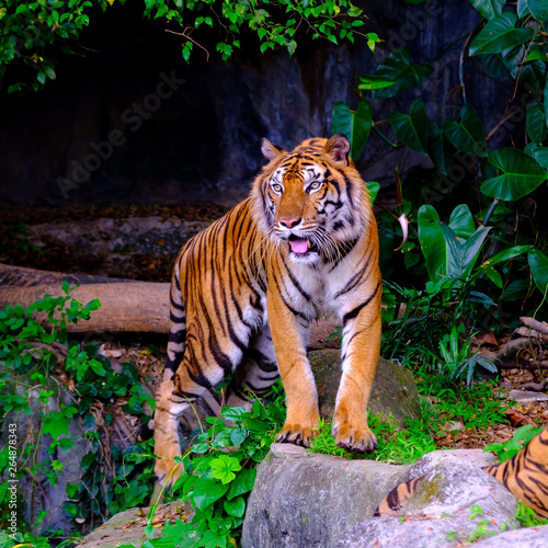 indochinese tiger in the open zoo