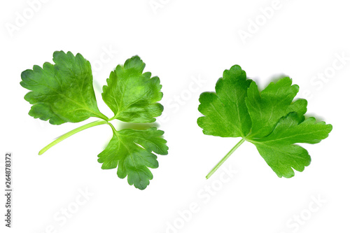 parsley leaves isolated