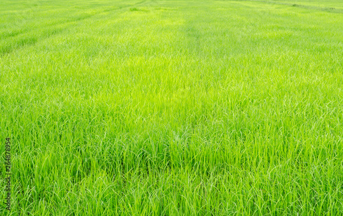 Fresh condition on green rice field blurred background