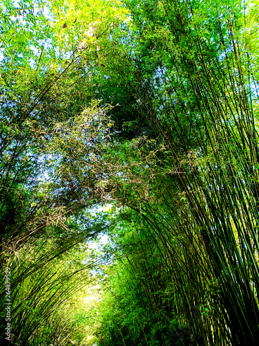 bamboo tree tunnel.