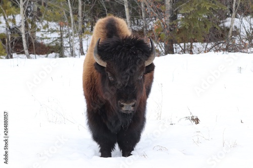 American Bison © Phillip