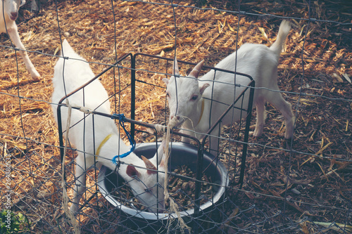 milk Goat in farm, organic ...
