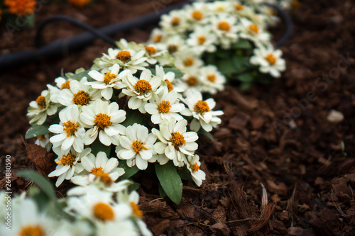 white flower, tropical flow...