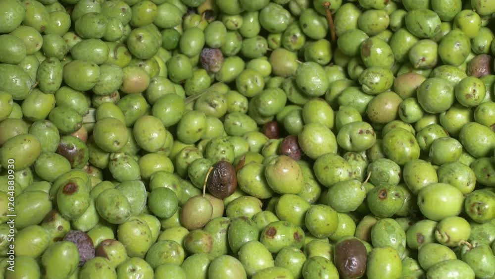 olives falling in the crusher- South of Italy-slow motion olives falling in the crusher- South of Italy-slow motion