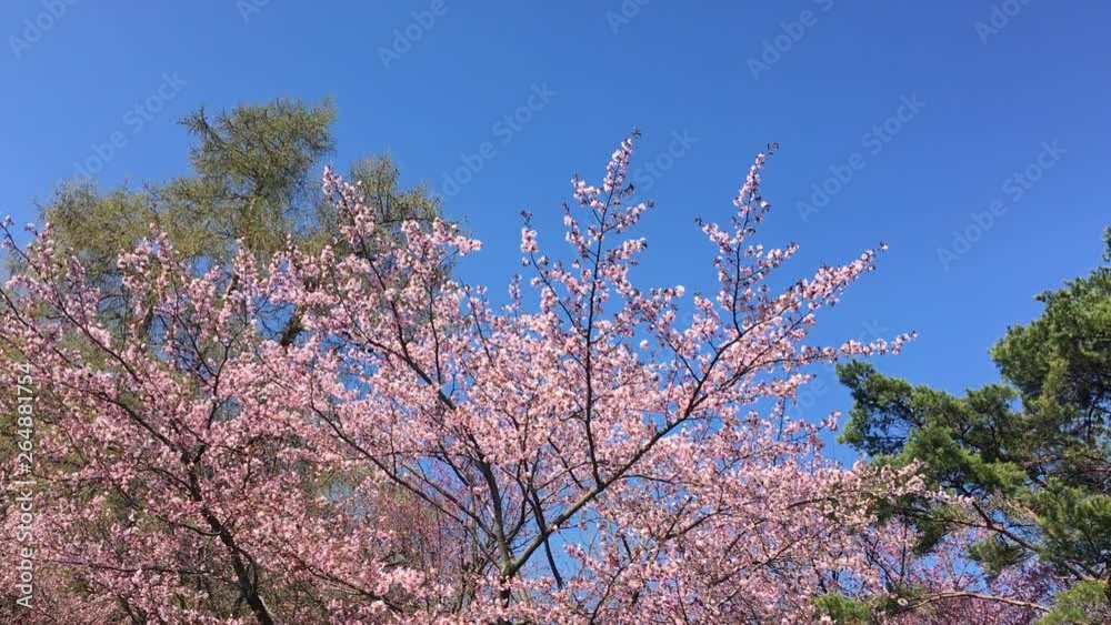 エゾヤマザクラ　北海道