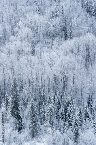 Winter Dream Forest - Fresh Snow © Stefan
