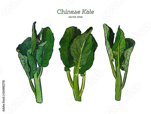 Chenese Kale or Chinese broccoli, hand draw sketch vector.