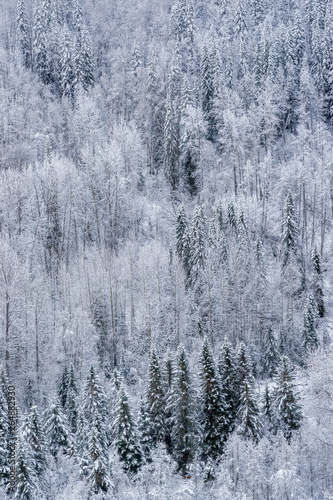 Mixed Canadian Forest Slope in the Snow © Stefan