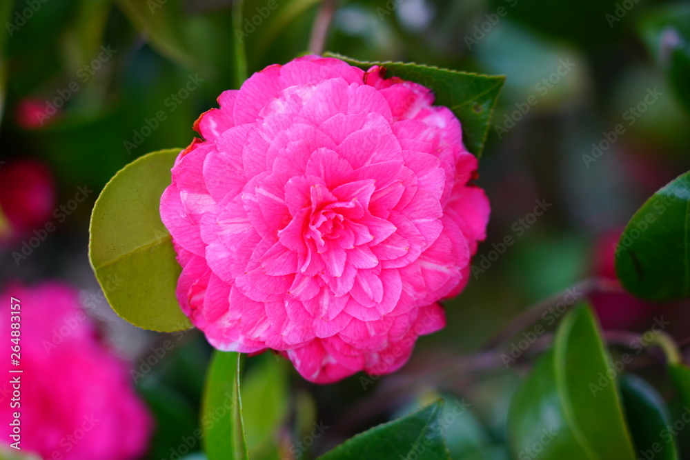 Fototapeta premium A pink camelia japonica flower in bloom
