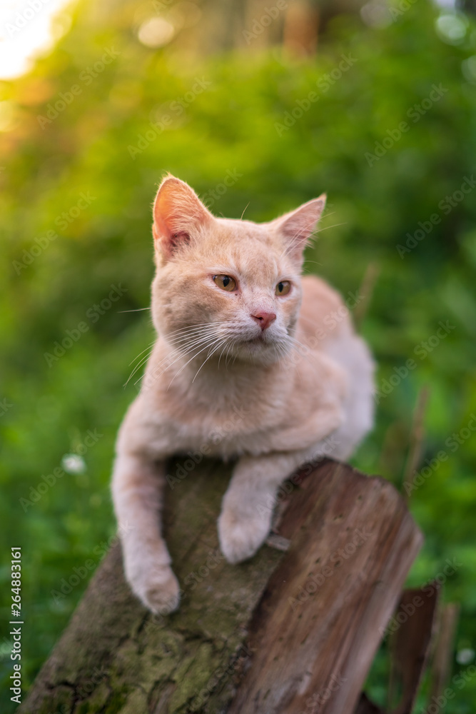 Close up portrait of cute and adorable cat sitting on wood with beautiful sunrise scenery in wild forest. Close up portrait of cute and adorable cat sitting on wood with beautiful sunrise scenery in wild forest.