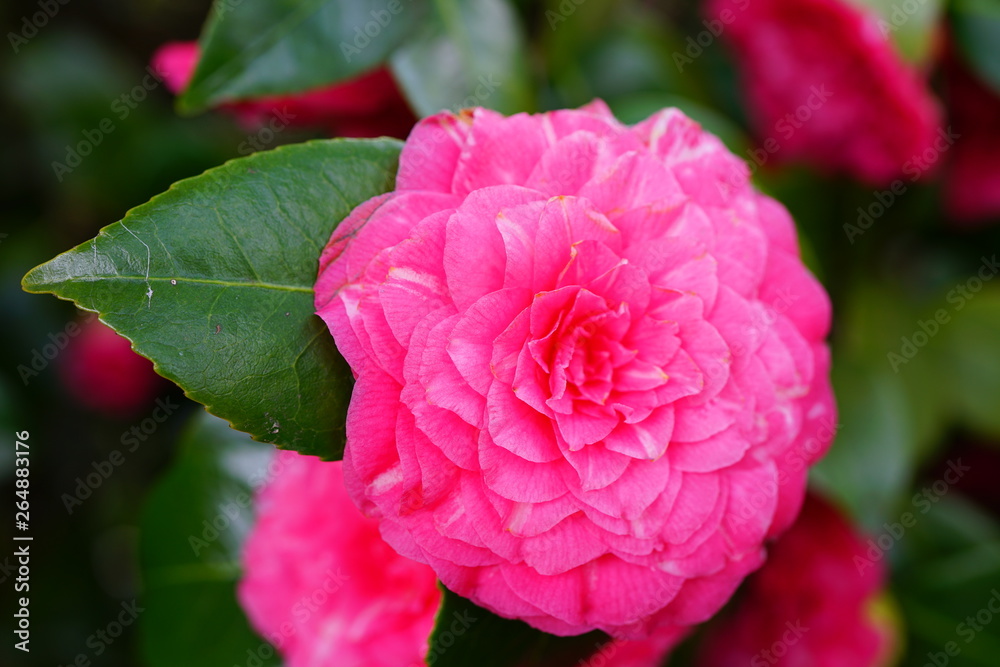 A pink camelia japonica flower in bloom A pink camelia japonica flower in bloom