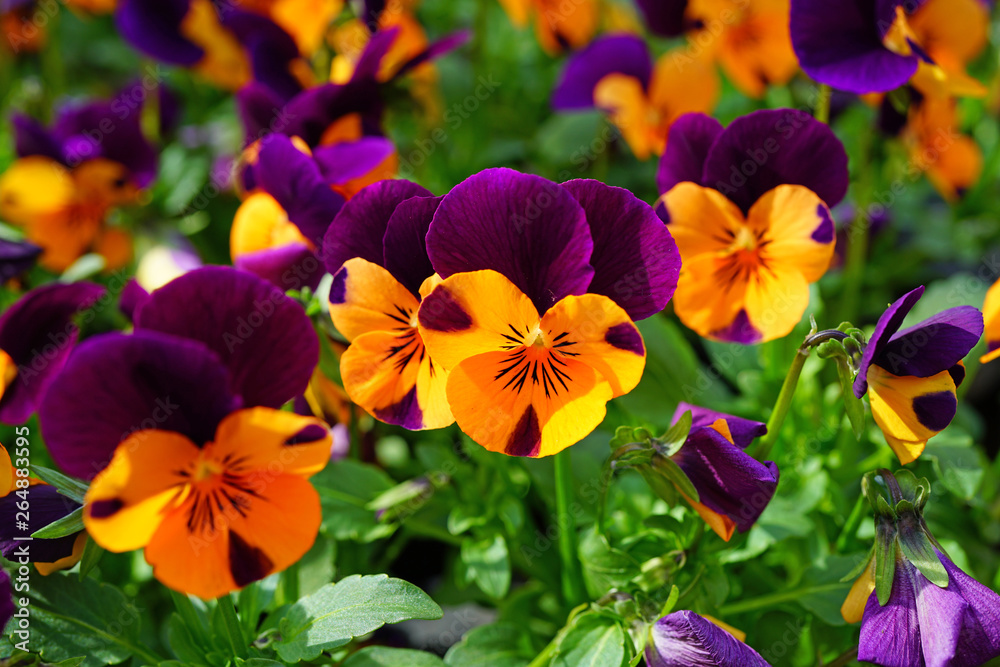 Orange and purple johnny-jump-up pansy violet flowers Orange and purple johnny-jump-up pansy violet flowers