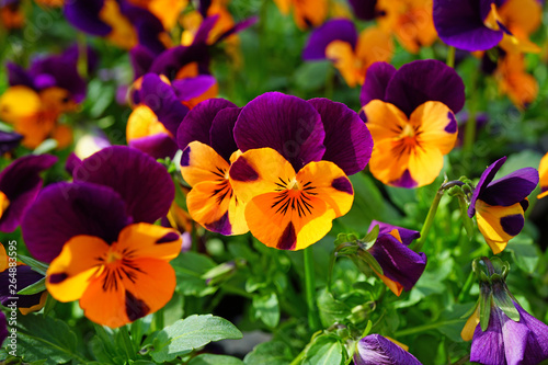 Orange and purple johnny-jump-up pansy violet flowers