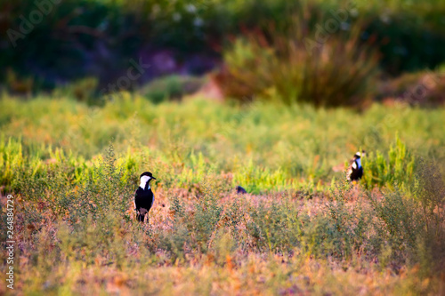 Green nature background and bird. Bird: Spur winged Lapwing. Vanellus spinosus. Bafa Lake Turkey.