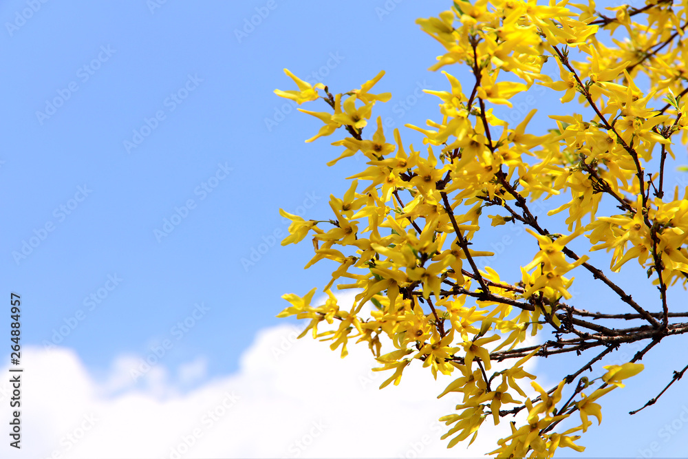 A branch of blossoming forsythia on a background of blue sky with white clouds. Cropped shot, horizontal, place for text, nobody, background. Concept of nature and spring. A branch of blossoming forsythia on a background of blue sky with white clouds. Cropped shot, horizontal, place for text, nobody, background. Concept of nature and spring.
