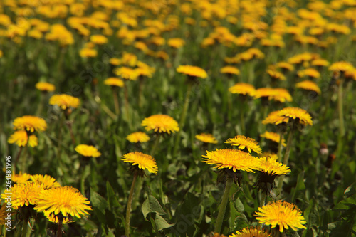 Floral blurred background. Yellow dandelions in the field. Cropped shot  horizontal  place for text  nobody  background  blur. Concept of nature and spring.