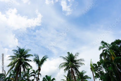 Coconut trees with blue sky and cloudy